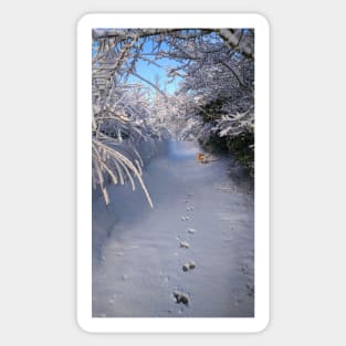 SOLITARY SNOW WINTER SCENE Sticker